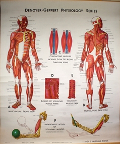 Poster - The Muscular System