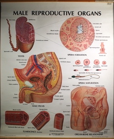 Poster - Male Reproductive Organs