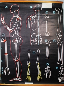 Poster - Girdles and Extremities