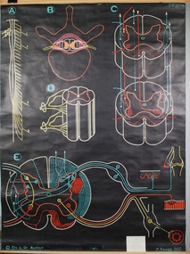 Poster - Nervous System -- Spinal Cord, 1