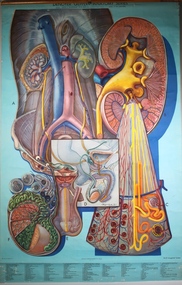 Poster - Urogenital System