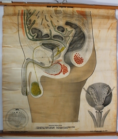 Poster - Male Pelvis, sagittal section