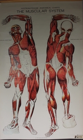 Poster - The Muscular System