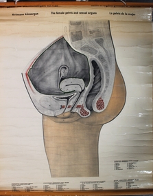 Poster - Femal Pelvis