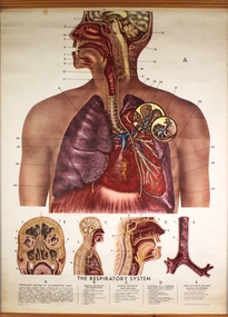 Poster - The Respiratory System, 1945