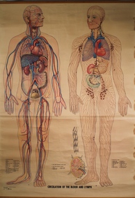 Poster - Circulation of the Blood and Lymph