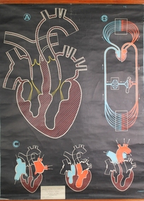 Poster - Heart and Circulation Sydtem