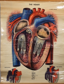 Poster - The Heart