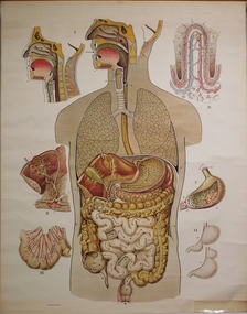Poster - The Digestive System, 1945