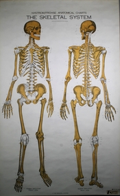 Poster - The Skeletal System