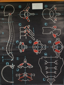 Poster - Vertebrae & Vertebral Column
