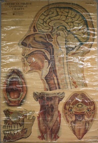 Poster - Head, Neck, Pharynx and Mouth, 1919