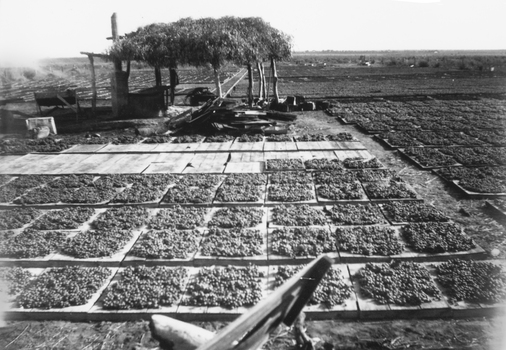 grapes drying on wooden trays on the ground after being dipped shed made from branches and hot dip under shed in background