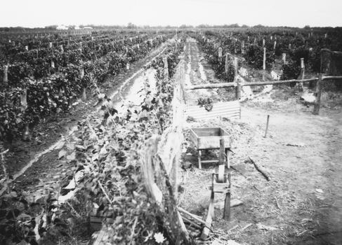 Rectangular black and white reproduction photo image depicting furrow irrigation of grape farm homemade wheelbarrow from sweatbox stone wheel for sharpening tools