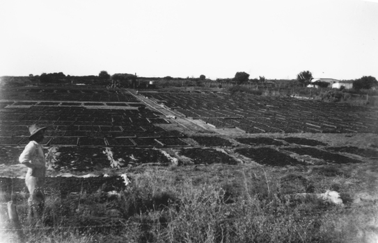 This image depicts the process of drying grapes on wooden trays on the ground man standing in foreground shed house and hot dip in background