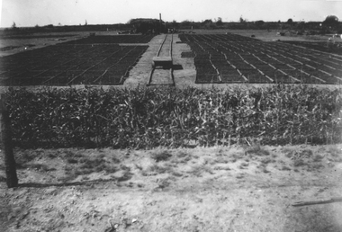 This image depicts grapes drying on the ground on wooden trays. Wooden trays laid out in rows over a large area on drying green. There is a trolley on a railway line in the middle of the drying green which transports the trays of hot dipped grapes to the drying green.