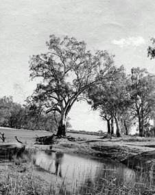 Photograph, Cowanna Bend cutoff towards Coomealla Crosbies, c.1950