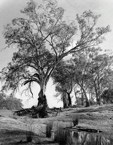 Photograph, Cowanna Bend cutoff towards Coomealla Crosbies, c.1950