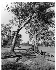 Photograph, Cowanna Bend cutoff towards Coomealla Crosbies, unknown