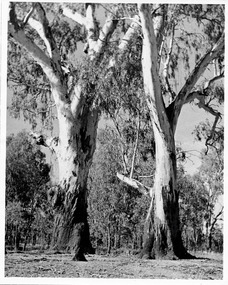 Photograph, Chuckhole bend behind the Brickworks, c.1950