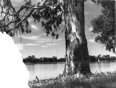 Photograph, River Red Gum Tree at river Crosbie, unknown