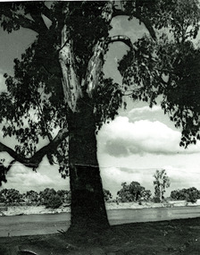 Photograph, River Red Gum Merbein, unknown