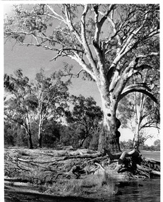 Photograph, Cowanna Bend cutoff towards Coomealla 1950, unknown