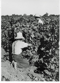 Photograph, Grape Pickers at Merbein, unknown