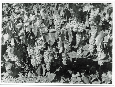 Photograph, Sultana Grapes on the Vine, unknown