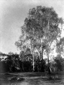 Photograph, Tree and hut scene Merbein, unknown