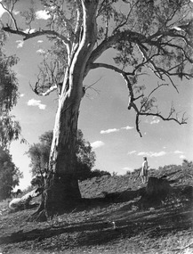 Photograph, Girl near River Red tree Merbein, c.1950's