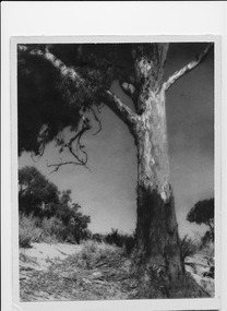 Photograph, Old Bronze' - Gum Tree - River Road, unknown