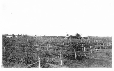 Photograph, Vineyards near Ring home, 1937