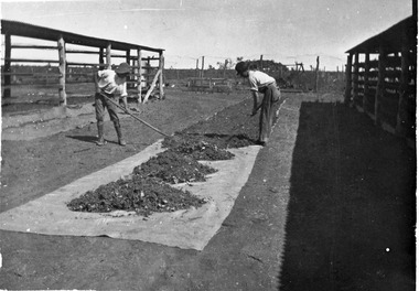 Photograph, Spreading dried grapes on Fred Tyers' (Snr) 5th St. Block, Merbein, unknown