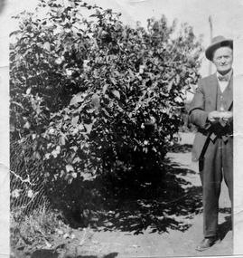 Photograph, Alex Bruce and cotton bush, unknown