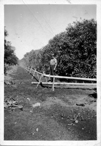 Photograph, Mick Fahey putting in 1st spray line at Captain Halstead's block, unknown