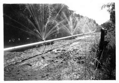 Photograph, Sprayline at Captain Halstead's Merbein block, unknown