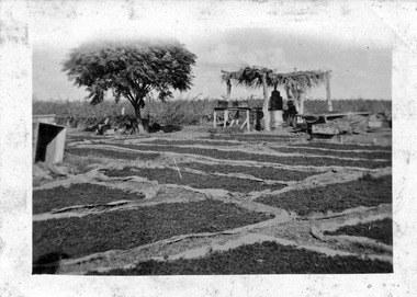 Photograph, Drying Green, unknown
