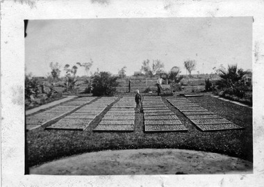 Photograph, Drying Green, unknown