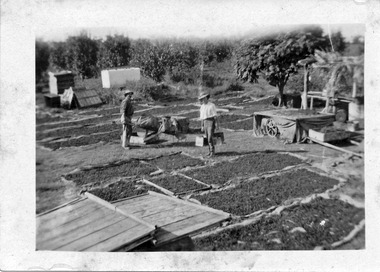 Photograph, Dipping Dried Fruit, 1921