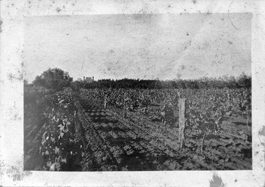 Photograph, Grape Vines, unknown