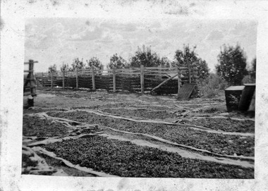 Photograph, Drying Sultanas, unknown