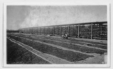 Photograph, Drying grapes on hessians, 1937