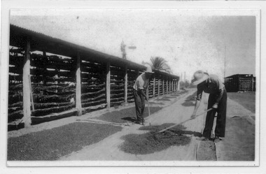 Photograph, Raking out dried fruit, 1937