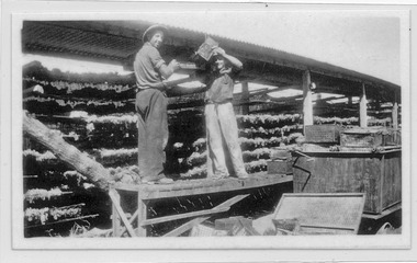 Photograph, Spreading the grapes on the rack, 1937