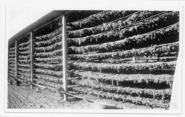 Photograph, Sultanas Drying on the racks, 1937