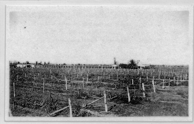 Photograph, Winter vines, 1937