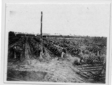 Photograph, Irrigating the Grapes, 1937