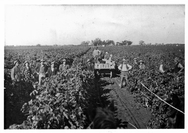 Photograph, Grape Picking, unknown