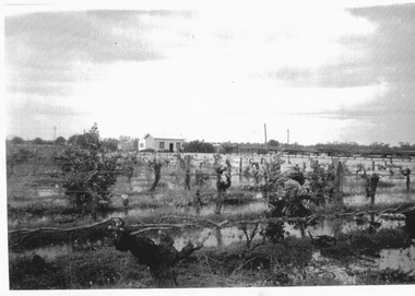 Photograph, Murray River flood Johnston Block Lake Hawthorn, 1956